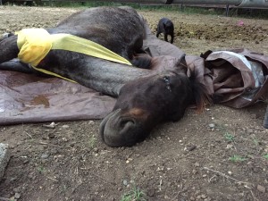 Cruzan Cowgirl Yearling Horse Rescue